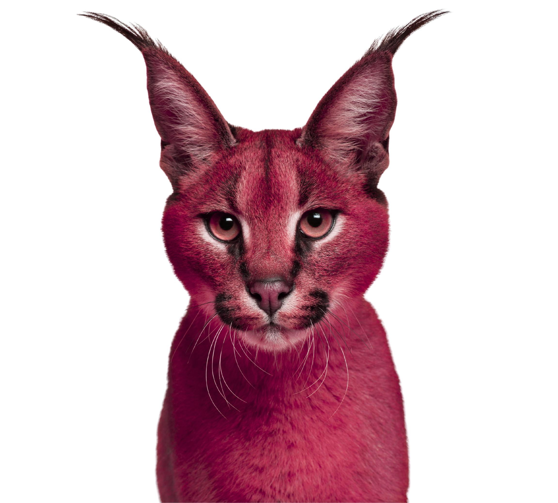 Carelian, Cori's Cath familiar